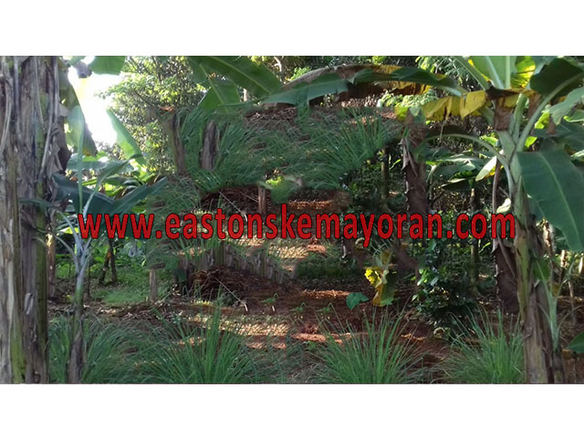 Tajurhalang-KY-007260