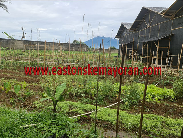 Ciawi-KY-007783