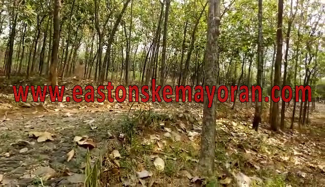 Tanjungsari-KY004968
