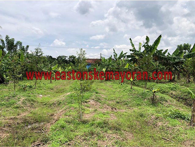 Parung panjang-KY-007875