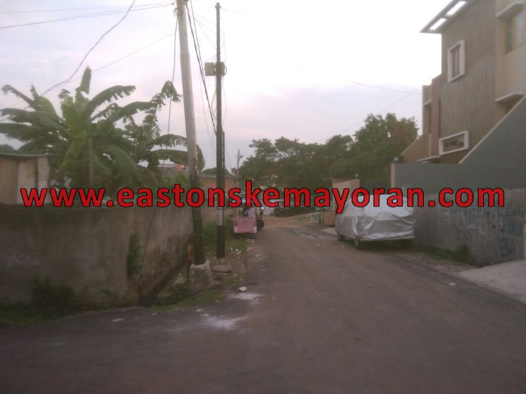 Cempaka putih-KY004231