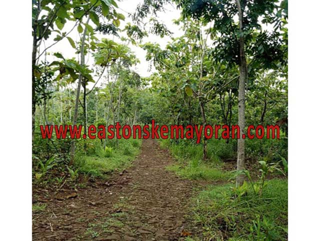 Lelang bank, ciemas-KY-011186