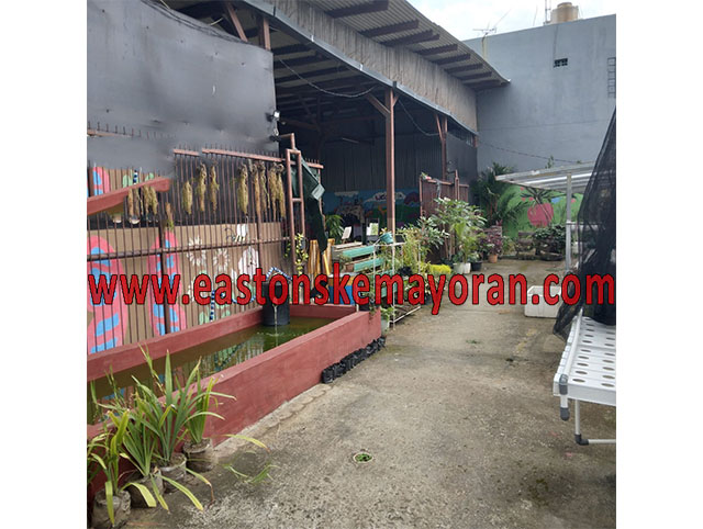 Pinang-KY-012143