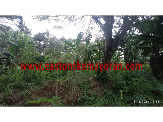 Pasar kemis-KY-012352