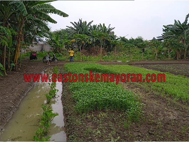 Karawaci-KY-013174