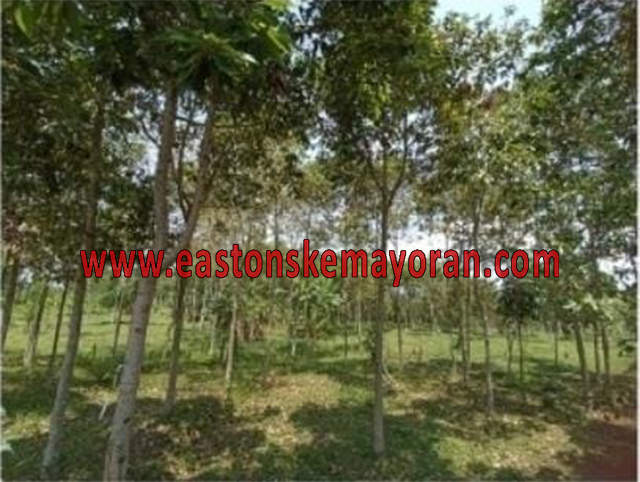 Kutawaringin-KY-013497