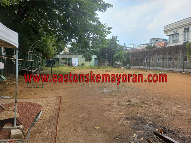 Cempaka putih-KY-014261