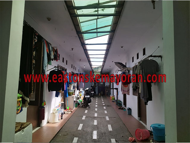 Cempaka putih-KY-014317